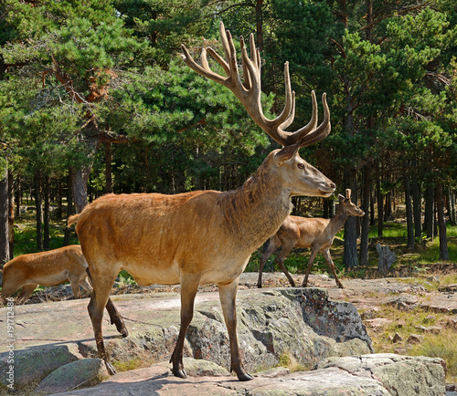 Red deer (Cervus elaphus). Mature male (stag) photo