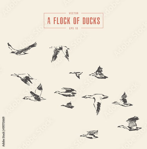 A flock of birds drawn vector ducks sketch