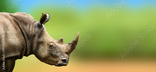 Canvas Print Highly alerted Rhino staring watchful into the distance