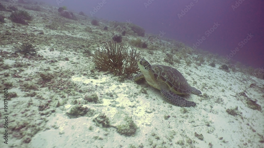Obraz premium Sea turtle between corals underwater. Wonderful and beautiful underwater world. Diving and snorkeling in the tropical sea. Philippines.