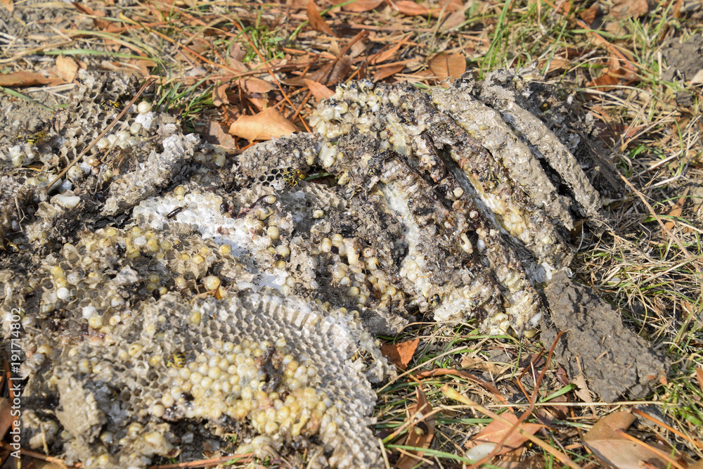 Obraz premium Destroyed hornet's nest. Drawn on the surface of a honeycomb hornet's nest. Larvae and pupae of wasps. Vespula vulgaris