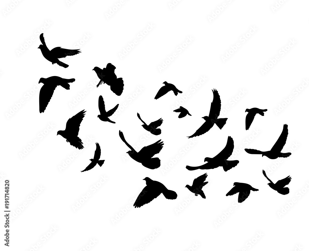  silhouette flying birds on white background