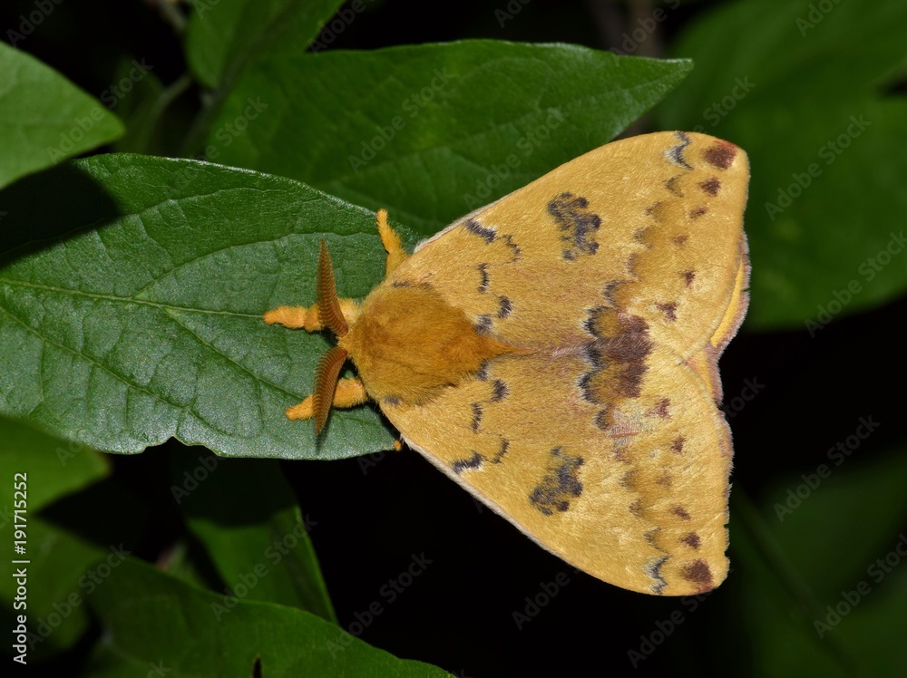 Top-view of an IO moth (Automeris io) resting on some Hackberry leaves ...