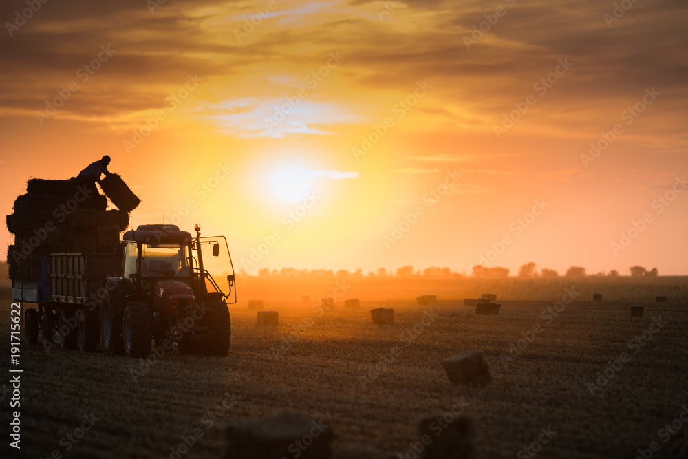 Naklejka premium Farmer throw hay bales in a tractor trailer