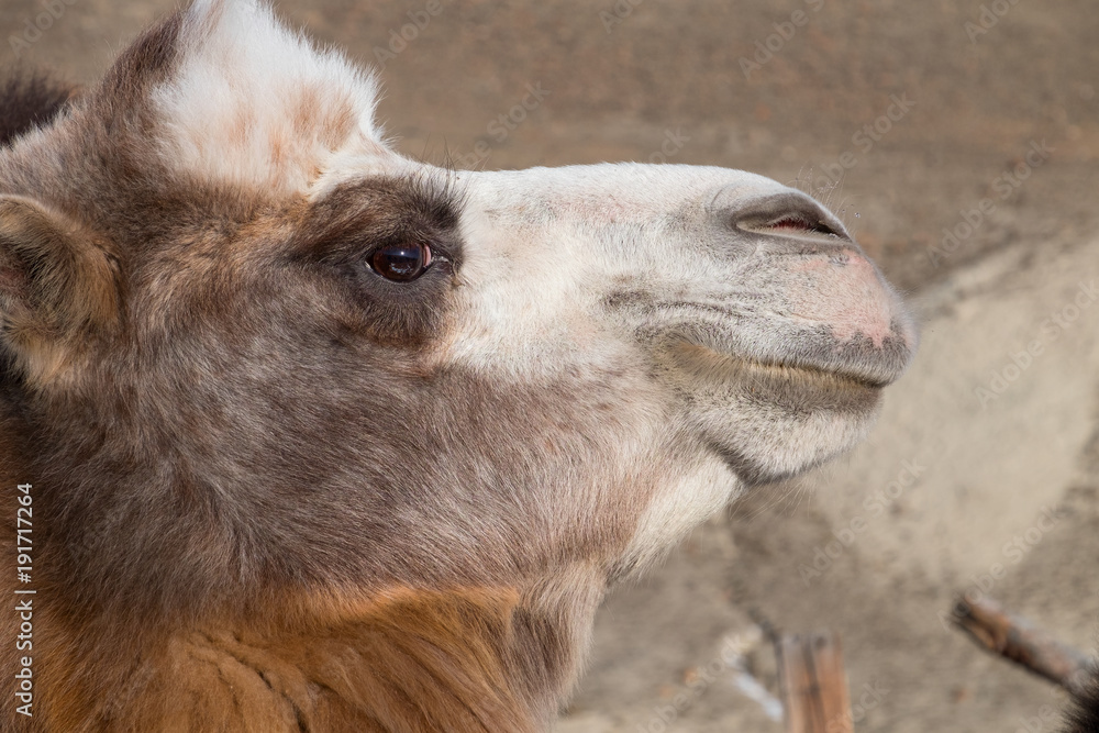 Fototapeta premium the muzzle of a Bactrian camel