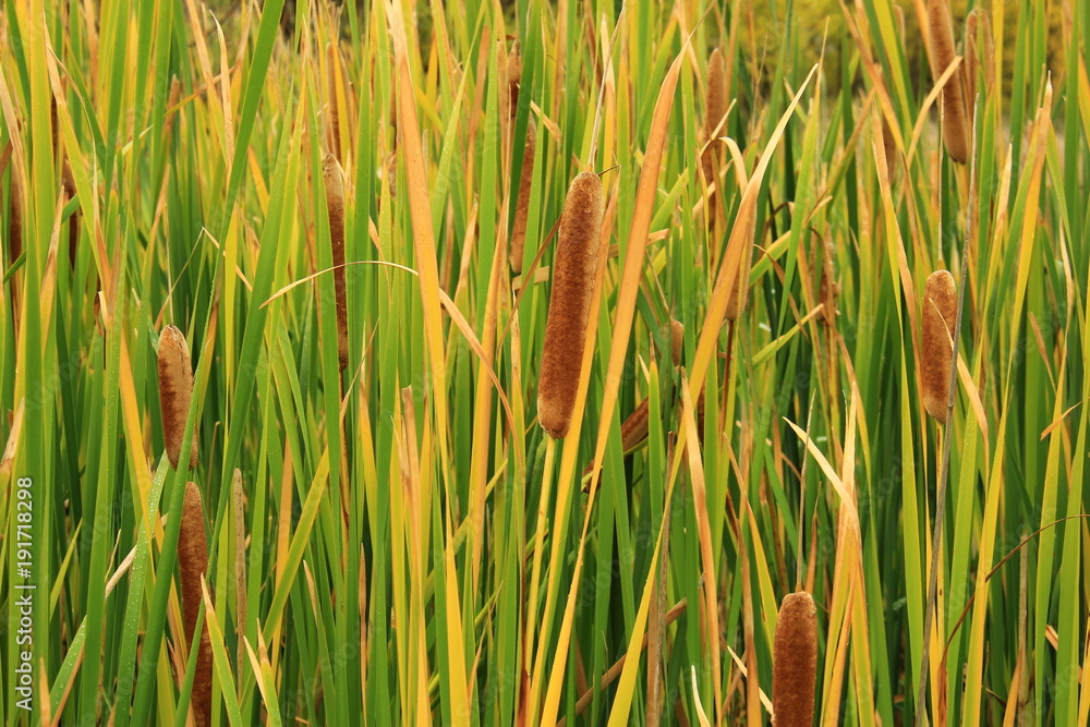 Fototapeta premium Reeds