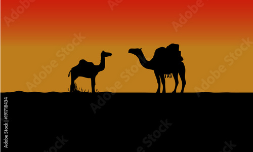 two camel © jamsheer
