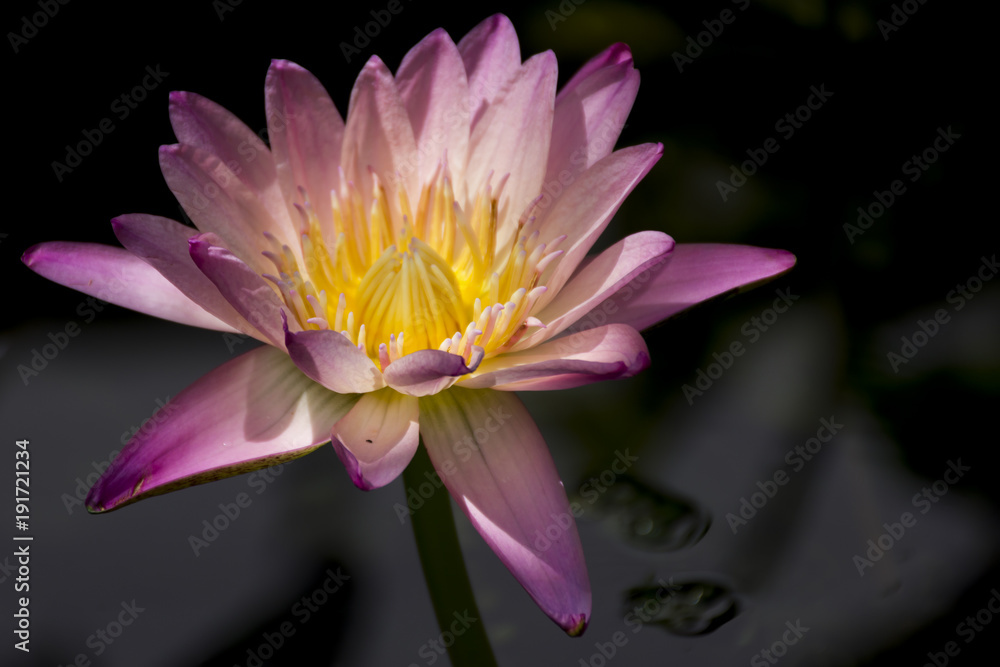 Pink and Yellow water lily