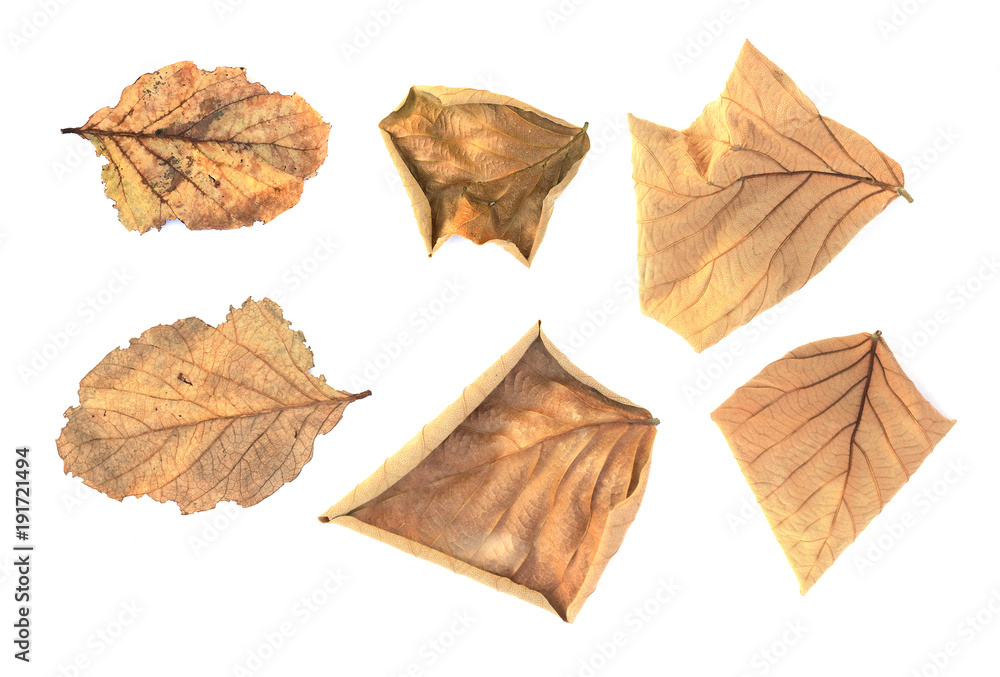 collection of dry leaf isolated on white background