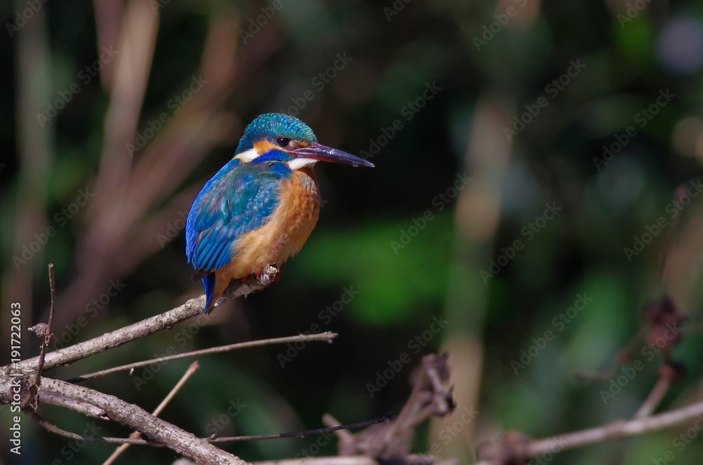 Fototapeta premium Kingfisher