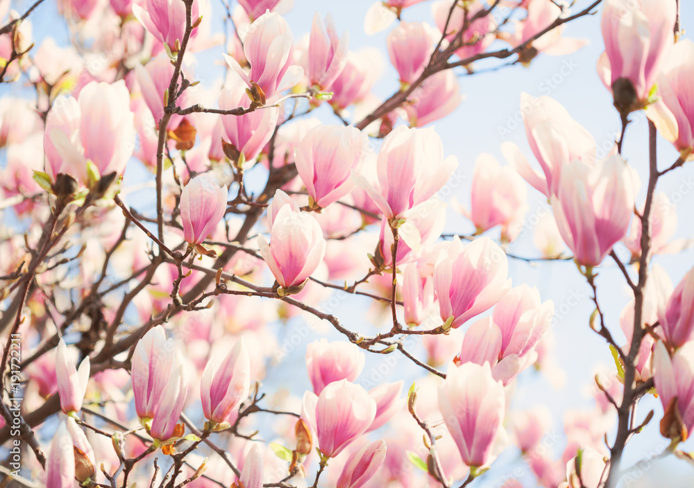 Beautiful light pink magnolia flowers in sunny morning. Shallow DOF. Toned image Beautiful light pink magnolia flowers in sunny morning. Shallow DOF. Toned image