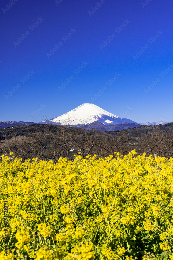 Fototapeta premium 二宮・吾妻山公園より富士山と菜の花