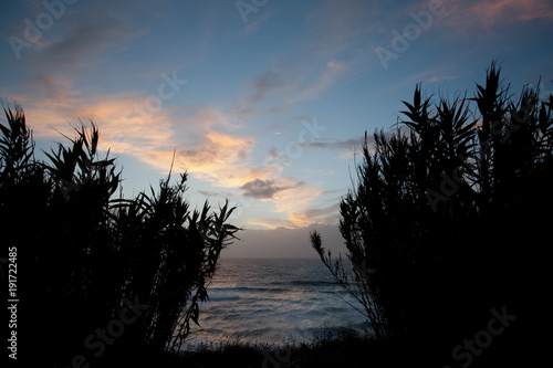 Tall grasses, Atlantic Sunset.