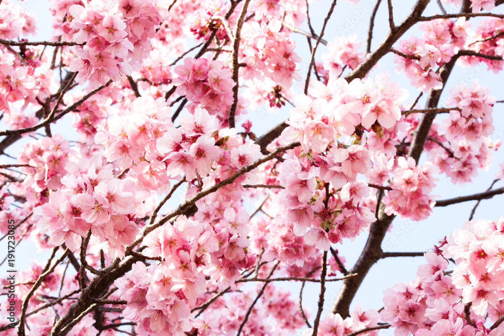 満開のピンクの桜、横浜緋桜