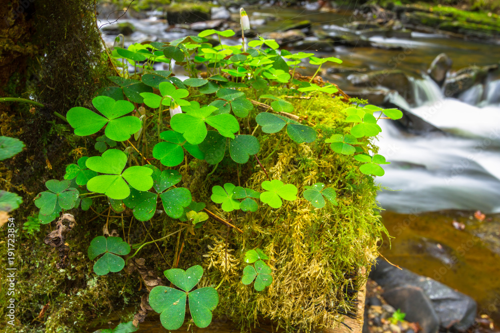 Green clover leafs in the forest of Ireland Green clover leafs in the forest of Ireland