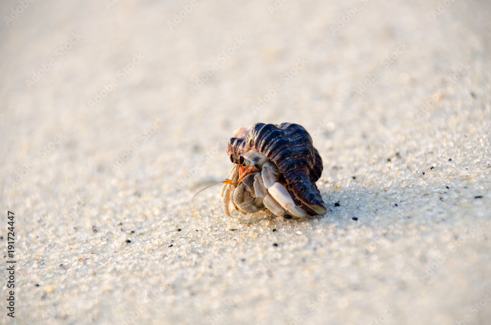 Colorful wild crab with shell (Paguroidea on the beach)
