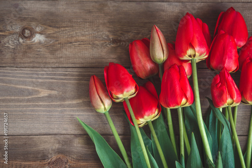 Red tulip. Tulips. Flower background. Flowers photo concept. Holidays photo concept. Copyspace