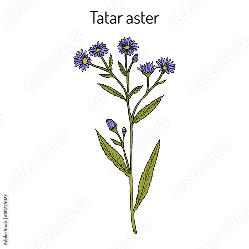 Tatarinows aster Aster tataricus , medicinal plant