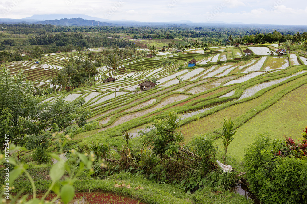Индонезия. Рисовые террасы.