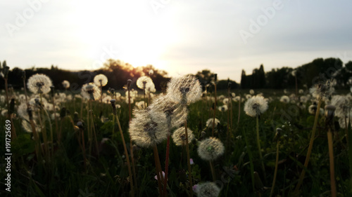 Fototapeta Naklejka Na Ścianę i Meble -  Beautiful Dandelion Flowers In The Green Meadow