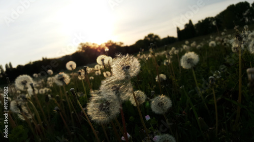 Fototapeta Naklejka Na Ścianę i Meble -  Beautiful Dandelion Flowers In The Green Meadow