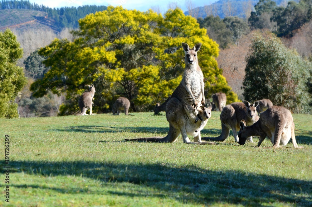 Naklejka premium Kangarro and joey