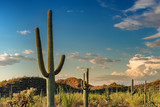 A Giant Saguaro, one of the largest cacti in the World, in Saguaro National Park, near Tucson Arizona.