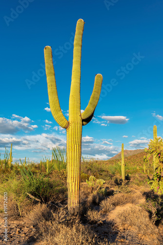 Saguaros at Sunset in Sonoran Desert near Phoenix.