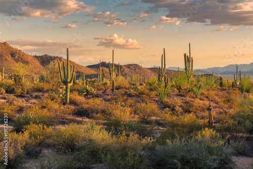 Saguaros at sunset in Sonoran Desert near Phoenix.