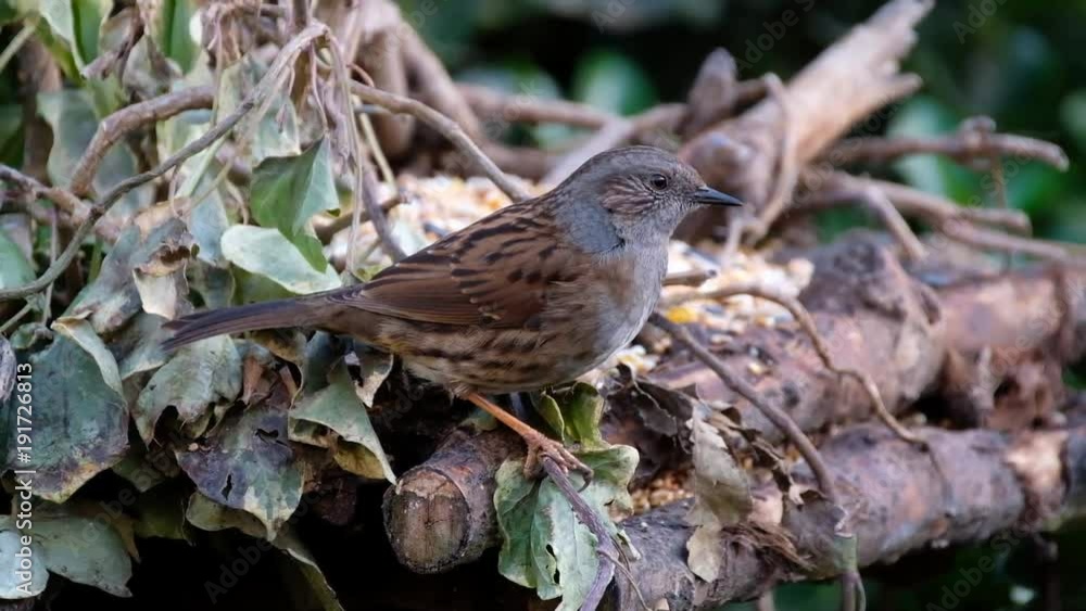 The dunnock is a small passerine, or perching bird, found throughout temperate Europe and into Asia. Dunnocks have also been successfully introduced into New Zealand. The dunnock is a small passerine, or perching bird, found throughout temperate Europe and into Asia. Dunnocks have also been successfully introduced into New Zealand.