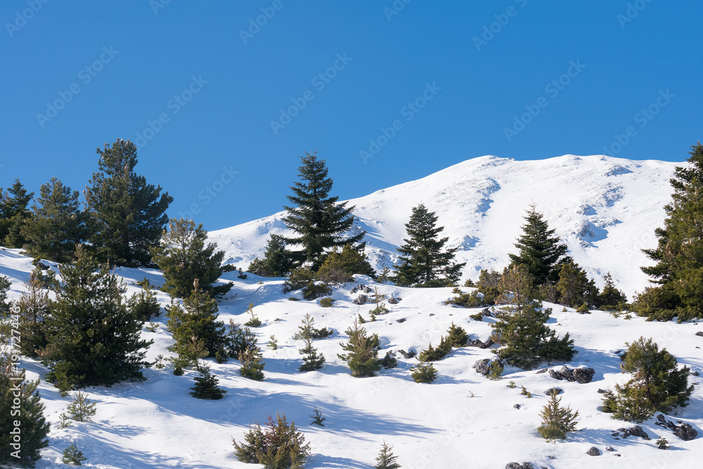Fir trees at Ziria mountain in Greece against the snow.

