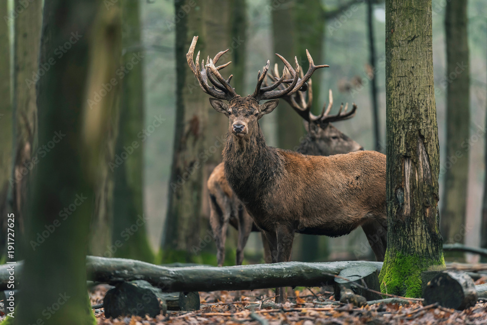 Obraz premium Red deer stag (cervus elaphus) between trees in winter forest.