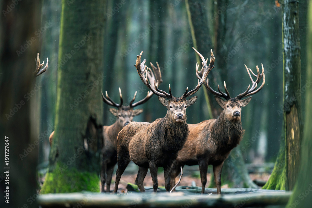 Obraz premium Trzy jelenie jelenie stojące razem w lesie.