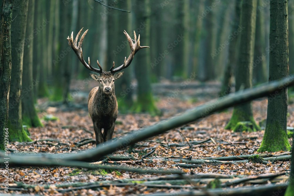 Obraz premium Red deer stag in forest walking towards camera.