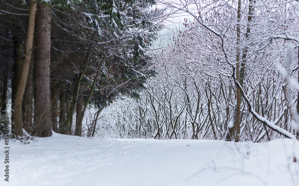 Fototapeta premium winter forest landscape with snow