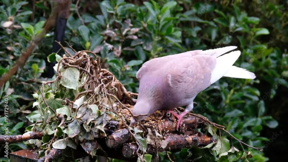 Various feral pigeons feeding and fighting in urban house garden. Various feral pigeons feeding and fighting in urban house garden.