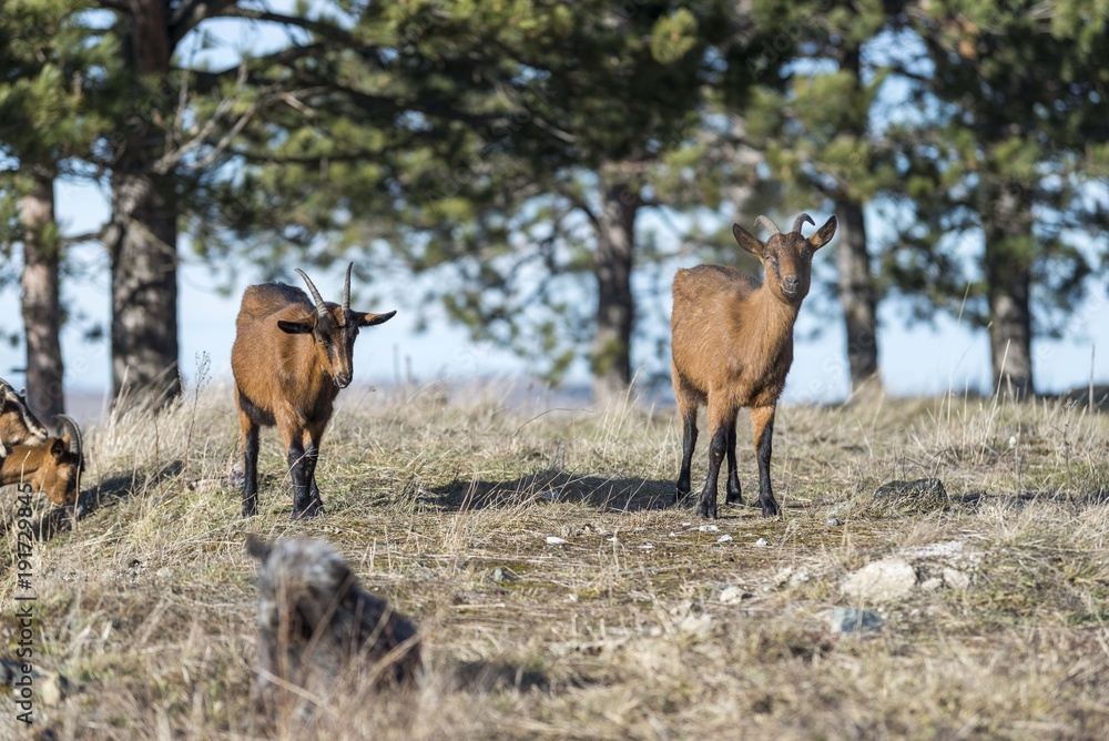 goats on pasture goats on pasture