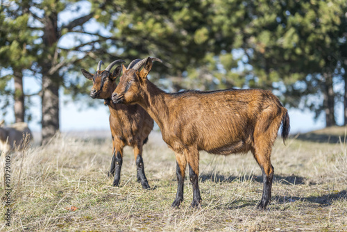 goats on pasture