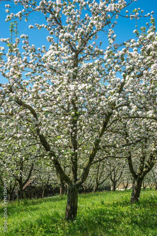 Blühende Apfelbäume auf einer Wiese
