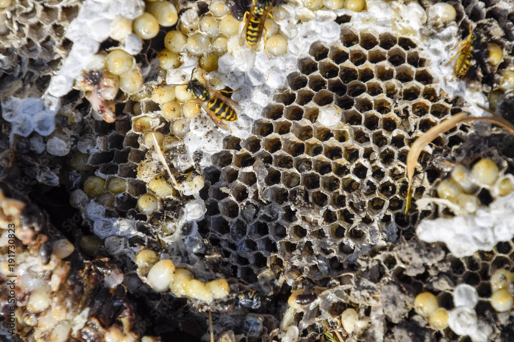 Destroyed hornet's nest. Drawn on the surface of a honeycomb hornet's nest. Larvae and pupae of wasps. Vespula vulgaris Destroyed hornet's nest. Drawn on the surface of a honeycomb hornet's nest. Larvae and pupae of wasps. Vespula vulgaris