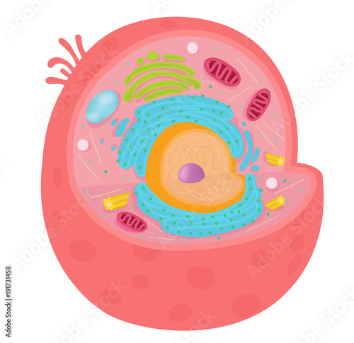 Animal cell diagram