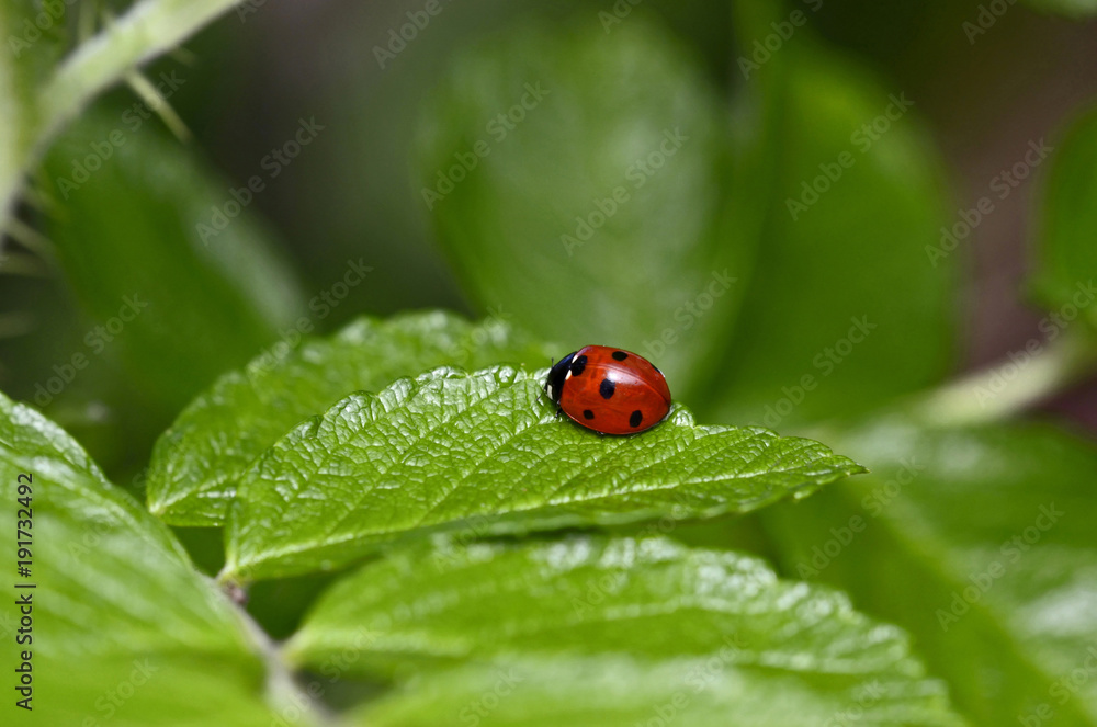 A close up picture of a Ladybird in a cottage garden A close up picture of a Ladybird in a cottage garden
