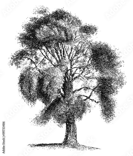 Baum Silber-Pappel - Populus alba - tree silver poplar