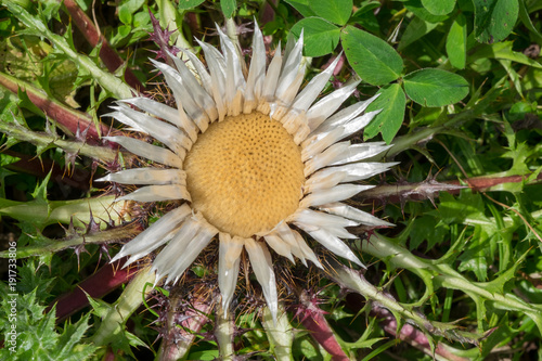 closeup of silver thistle blossom