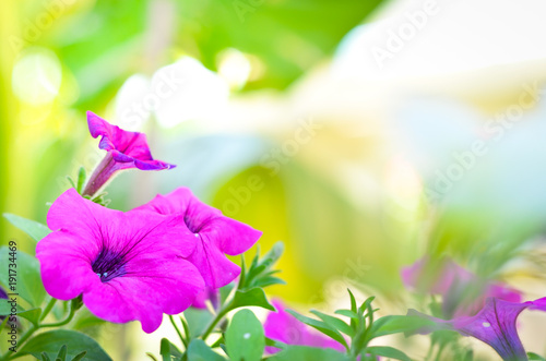 purple flowers in the garden on sunshine day,nature background.