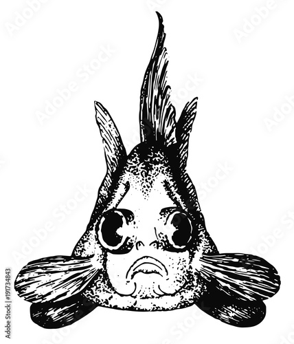 Chinesischer Tiger-Teleskop-Goldfisch - Carassius auratus - Chinese Tiger Telescope goldfish