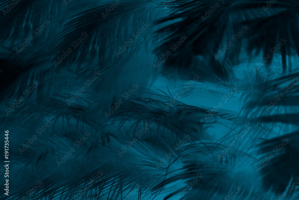 Fototapeta Piękny ciemnozielony turkusowy rocznika koloru trendów piórka tekstury tło