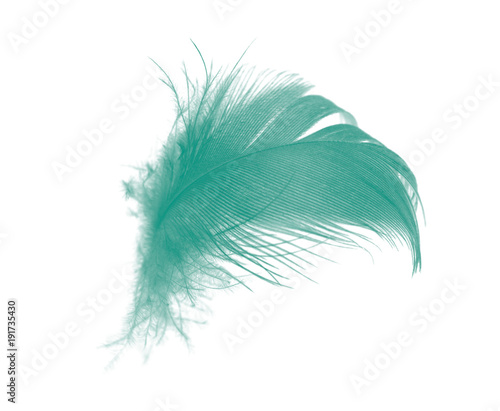 Beautiful florida keys colors tone feather isolated on white background ,trends color 2018