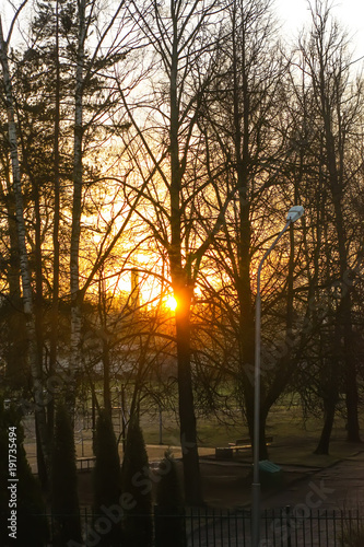 Winter sunrise. Bright sun and trees.