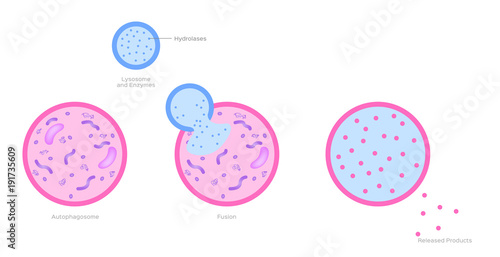 lysosome and auto phagosome in human body vector / anatomy and organ concept photo